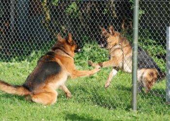 Can I Use Stranded Wire For Dog Fencing?