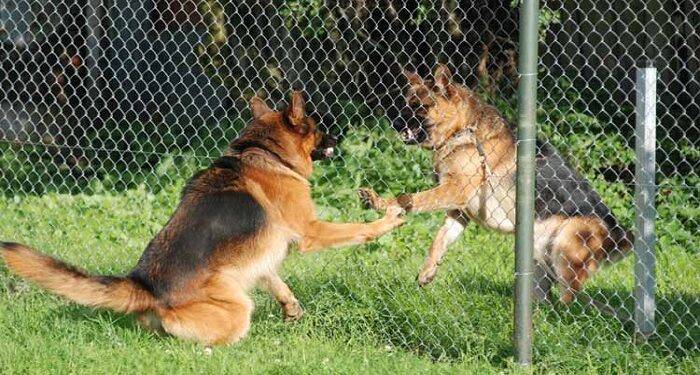 Can I Use Stranded Wire For Dog Fencing?