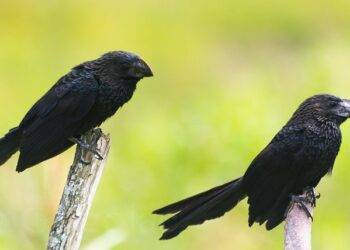 I Bet You Don’t Know What Does ANI Stand For?