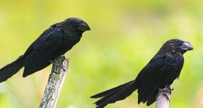 I Bet You Don’t Know What Does ANI Stand For?