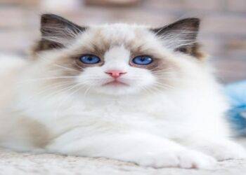 4 Benefits of Sleeping with Your Pet Cat