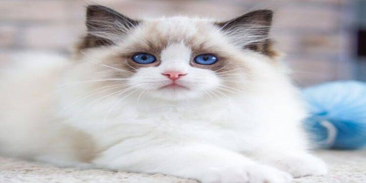 4 Benefits of Sleeping with Your Pet Cat